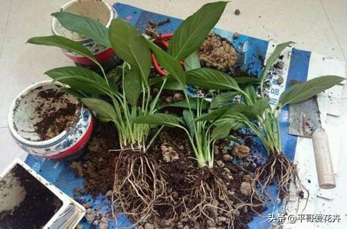 厚脸皮植物叶子发软怎么办