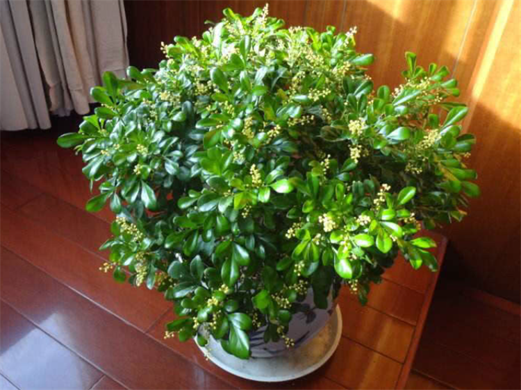 最适合放室内的十种花有哪些