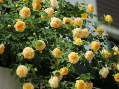 爬墙月季花的养殖方法和技术