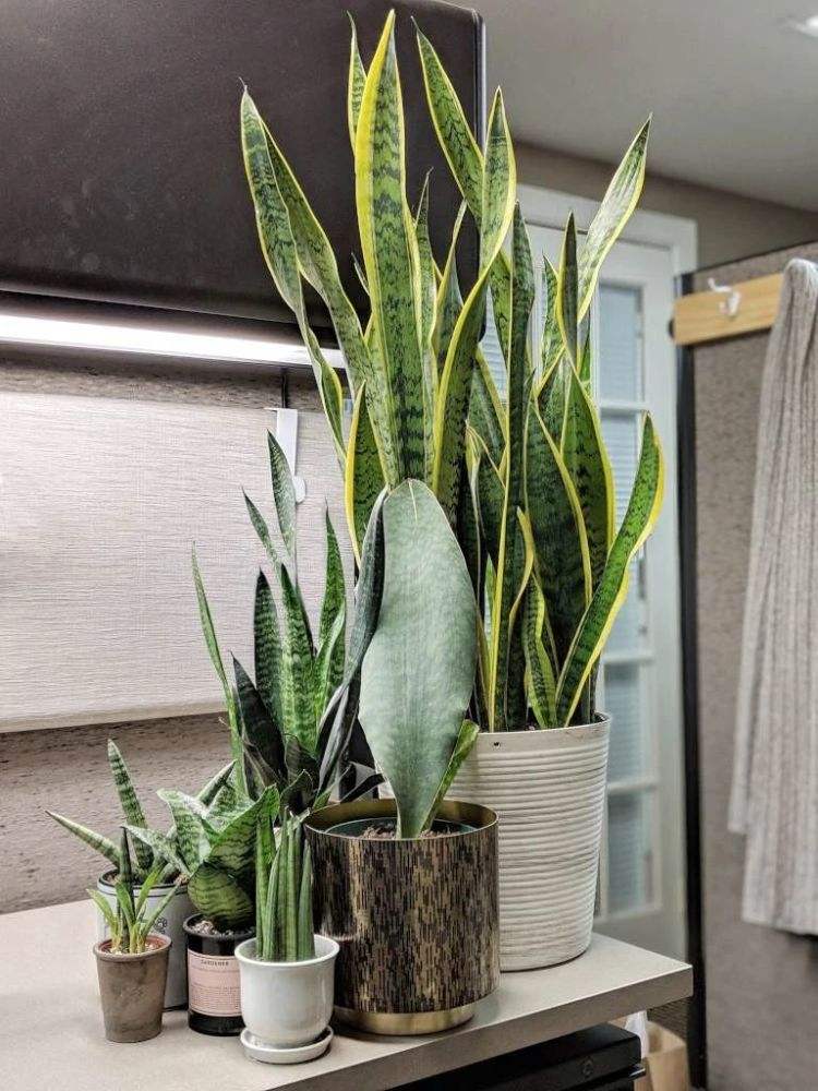 青叶虎皮兰开花吗
