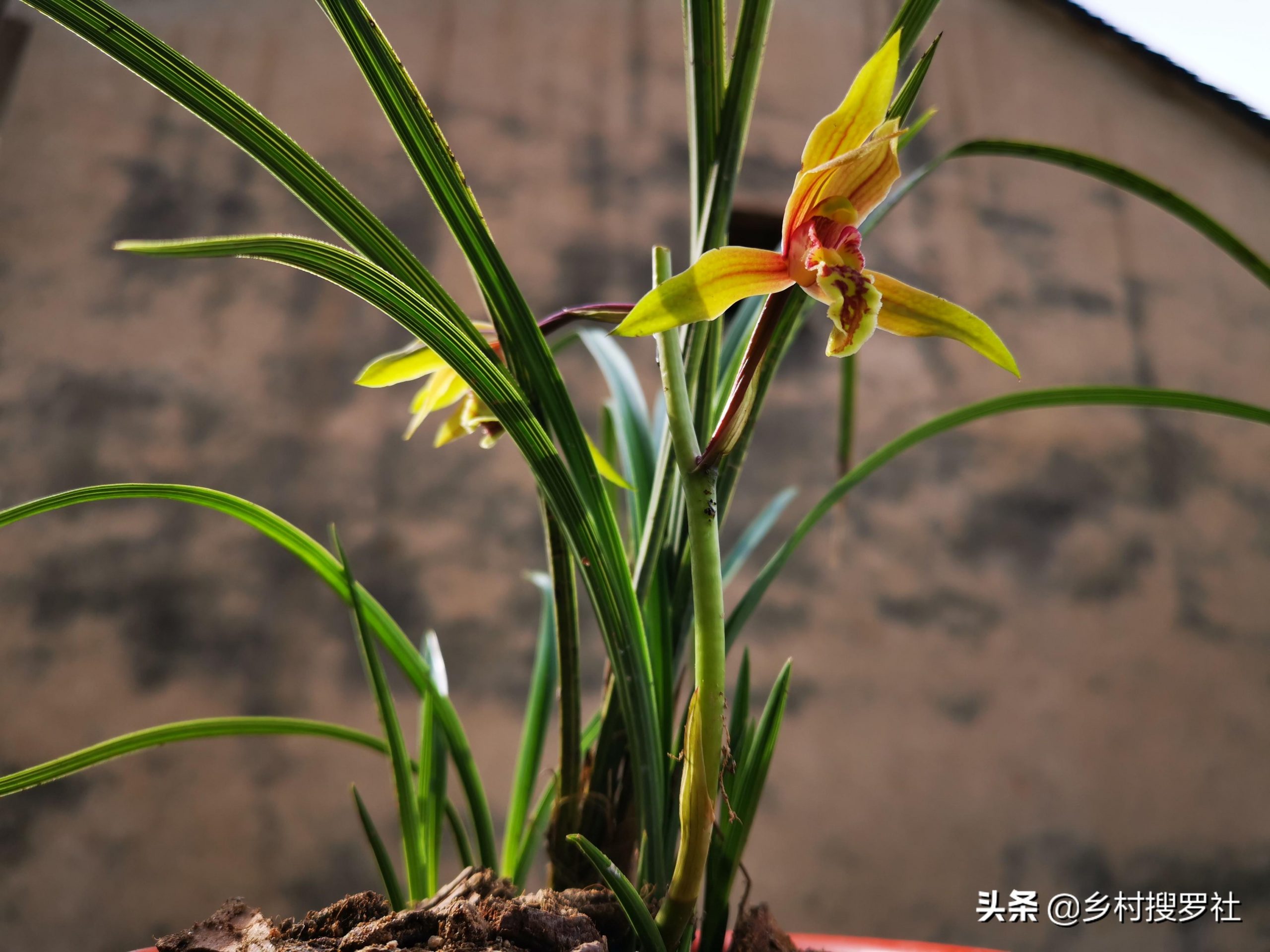 白玉兰花几月份开花