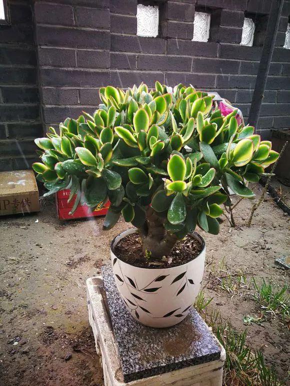 种花养花常识有哪些