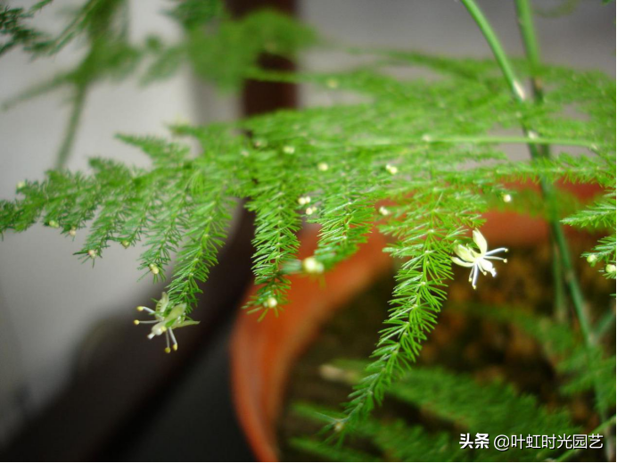 文竹开花十大预兆是什么