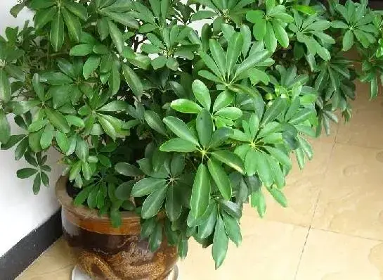 鸭掌木放客厅大忌