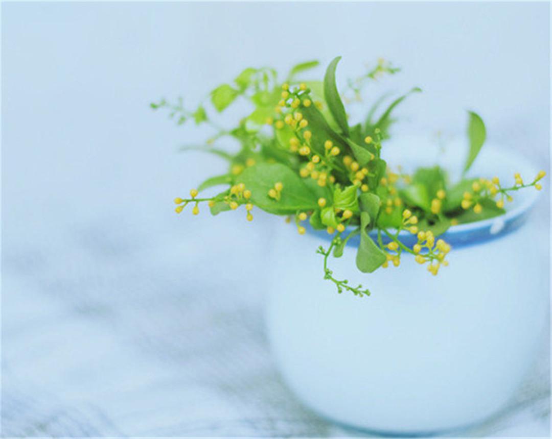 米兰花寓意是什么