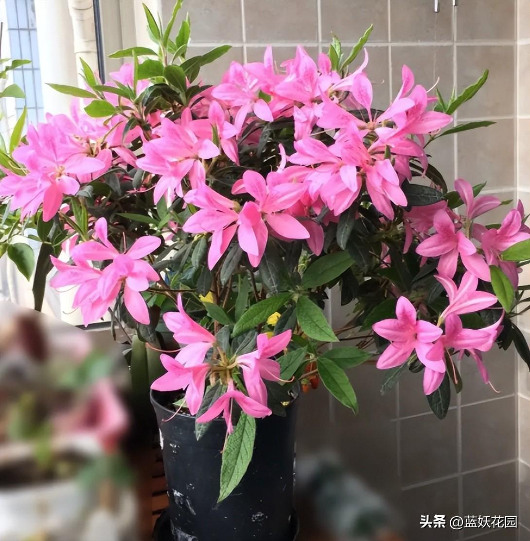 能过冬的室外花卉有哪些品种