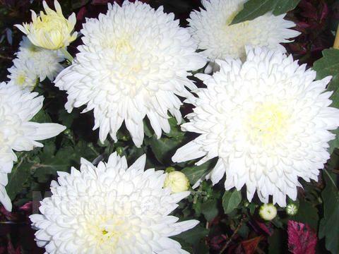 白色菊花的寓意是什么