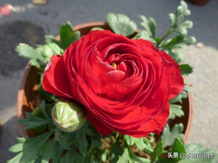 芹叶牡丹一年开几次花
