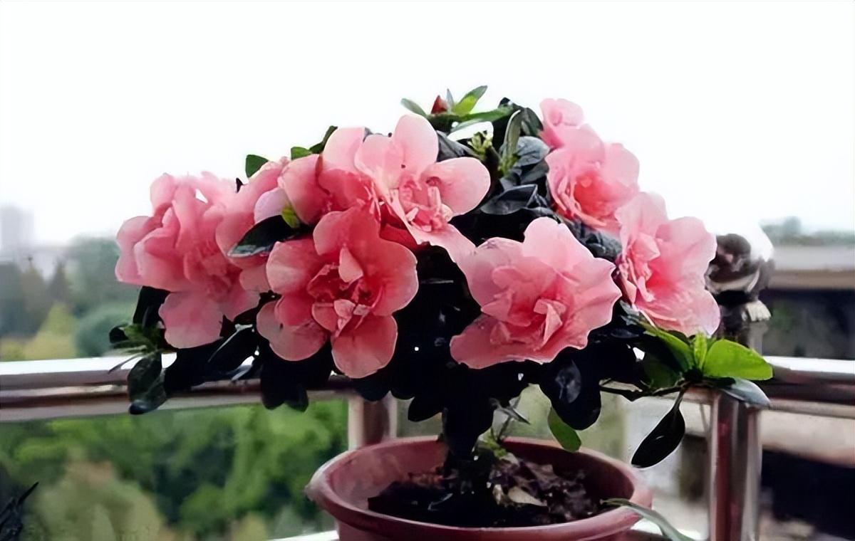家里为什么不放杜鹃花