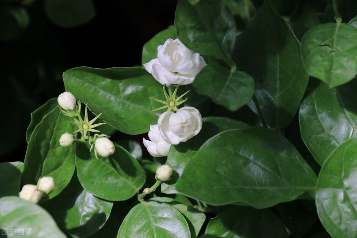 家里养茉莉花好吗