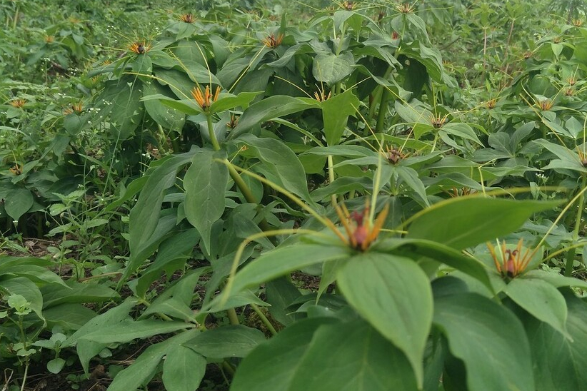 七叶一枝花种植方法