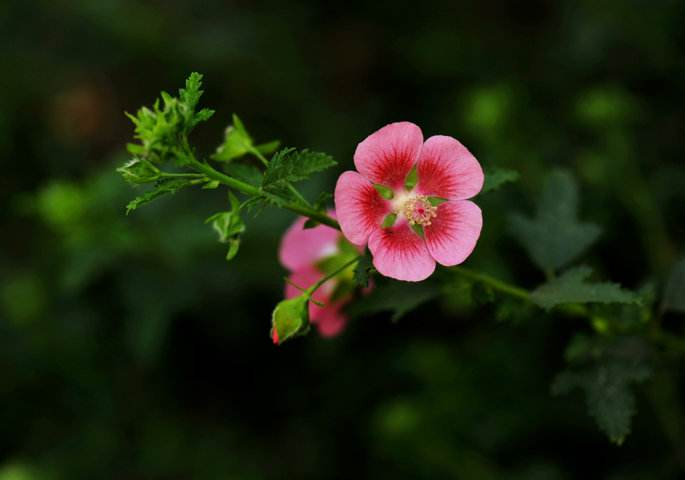 阳台种栀子花风水好吗