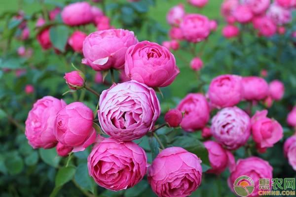 丰花月季的养殖方法和注意事项
