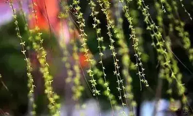 春天都开什么花