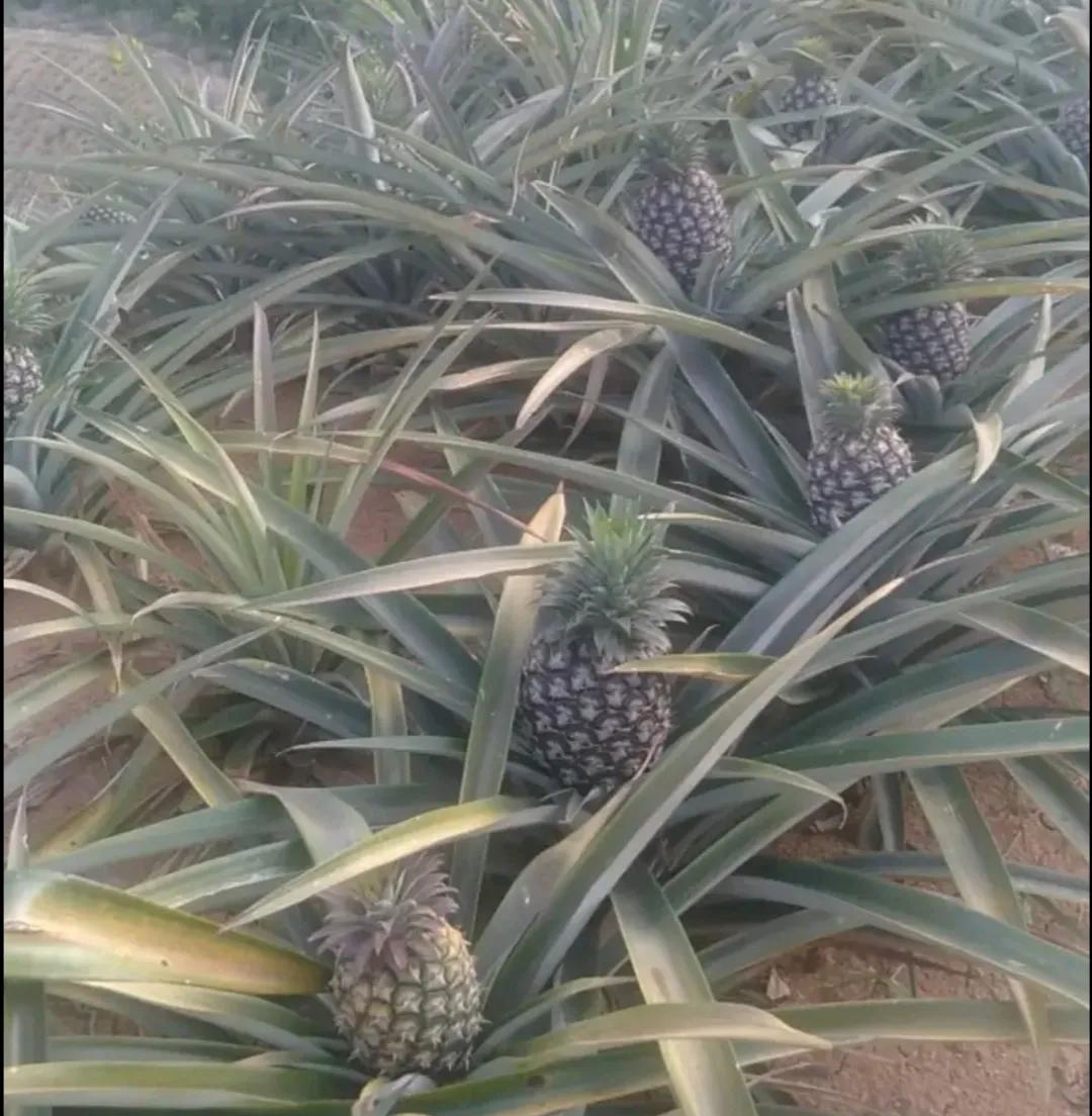 凤梨种植多久才结果