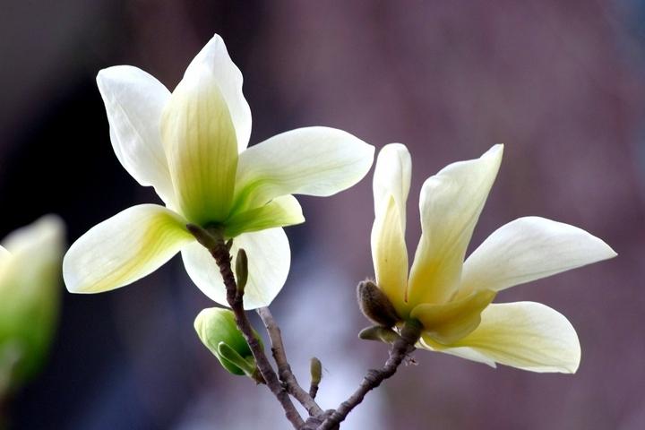 望春玉兰花语是什么