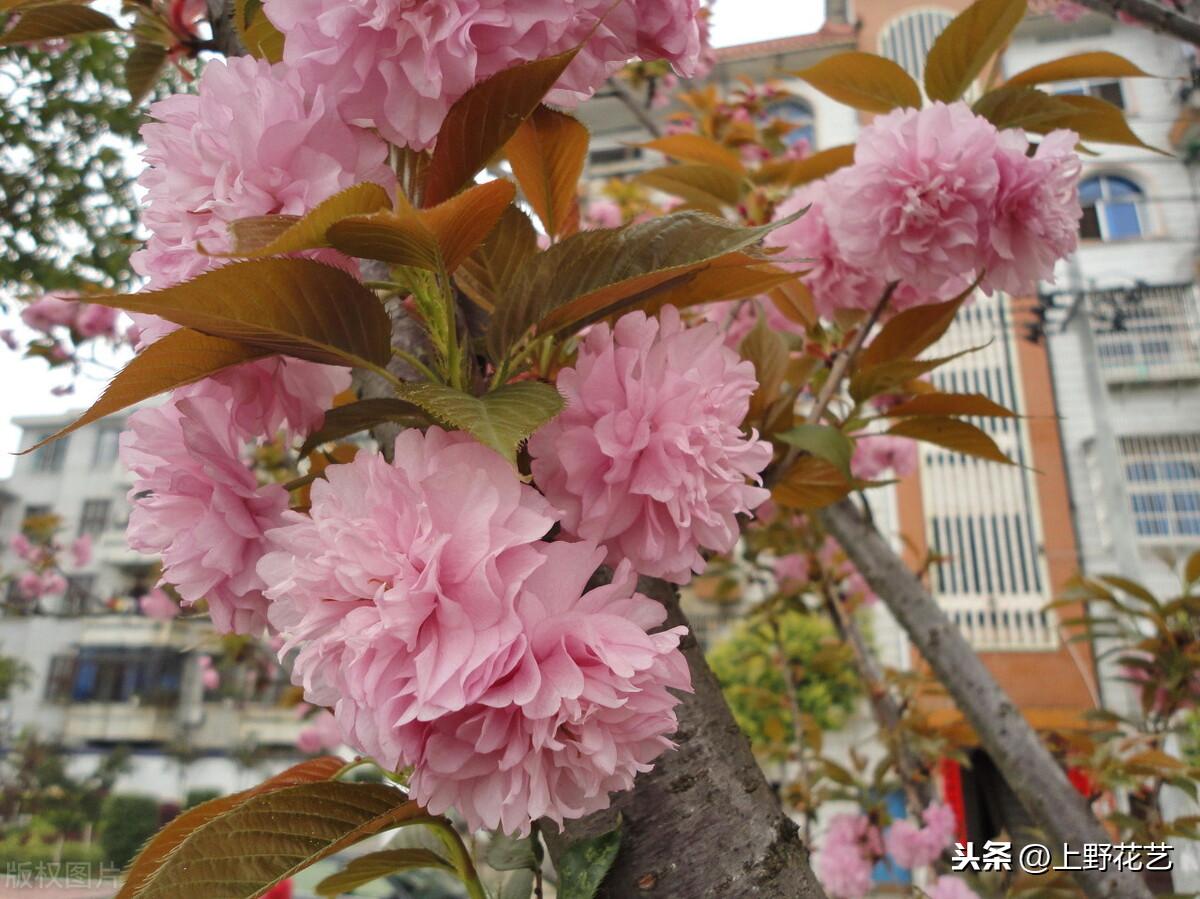 八重樱和日本晚樱的区别