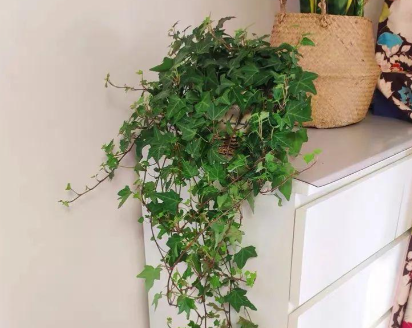 去甲醛植物有哪些