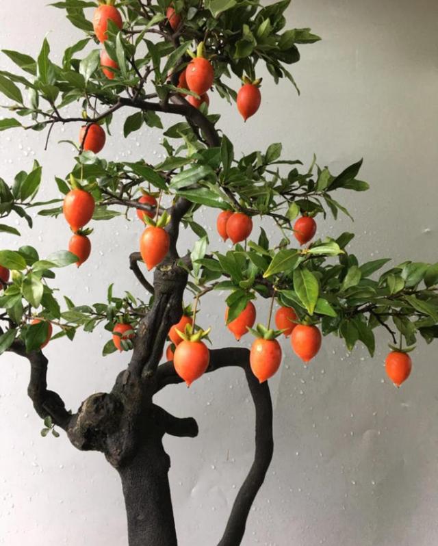 寓意好的花有哪些品种