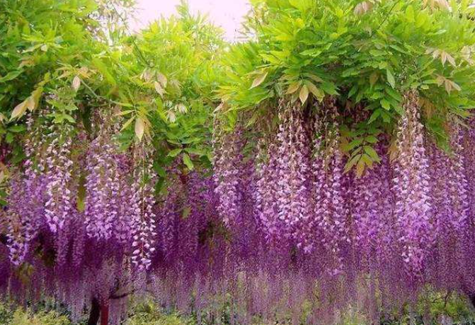 藤蔓花卉有哪些