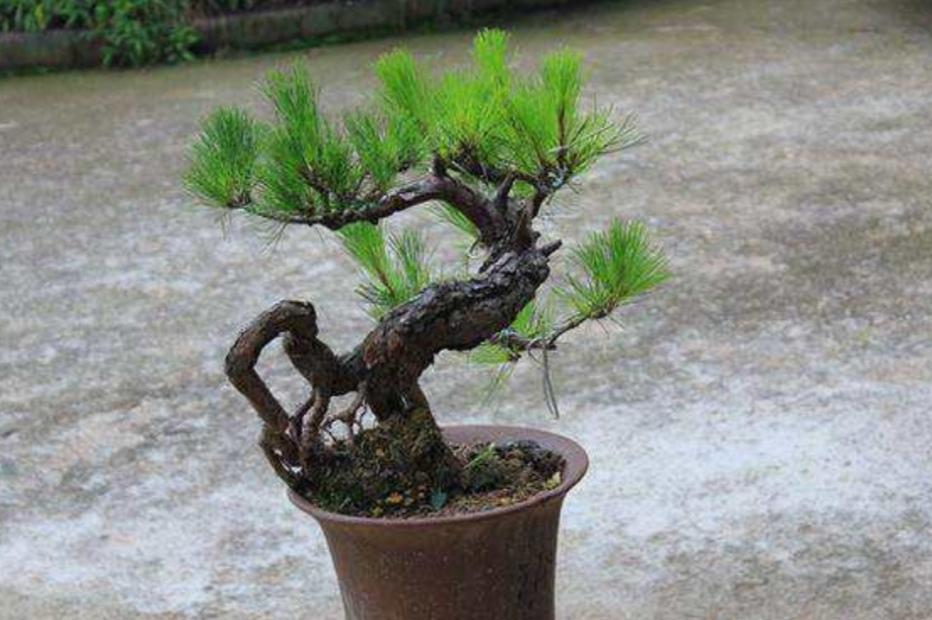 野生松树盆景制作方法