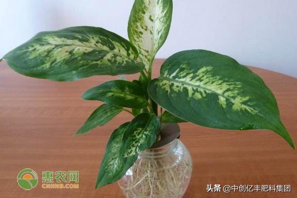 万年青为什么不开花的原因