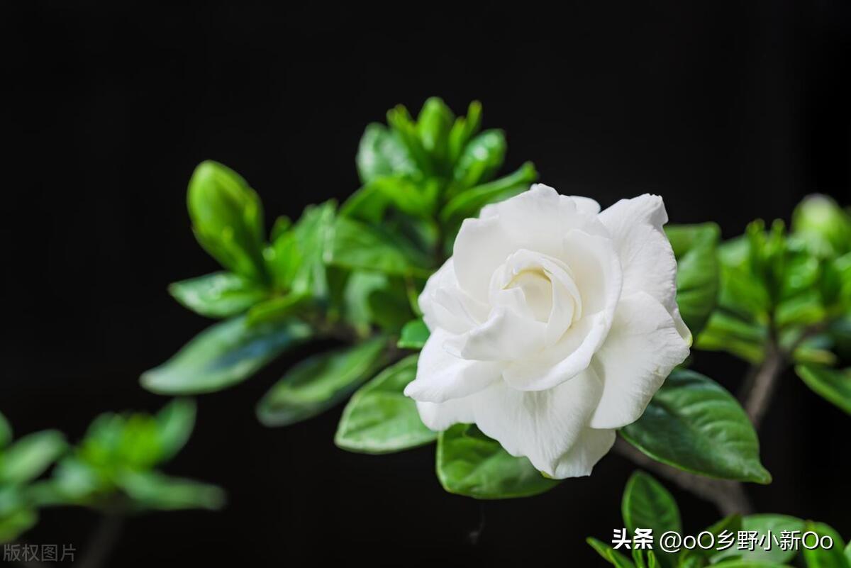 栀子花叶子蔫了软了怎么补救好