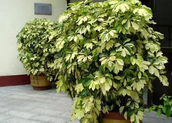 鸭掌木放客厅大忌