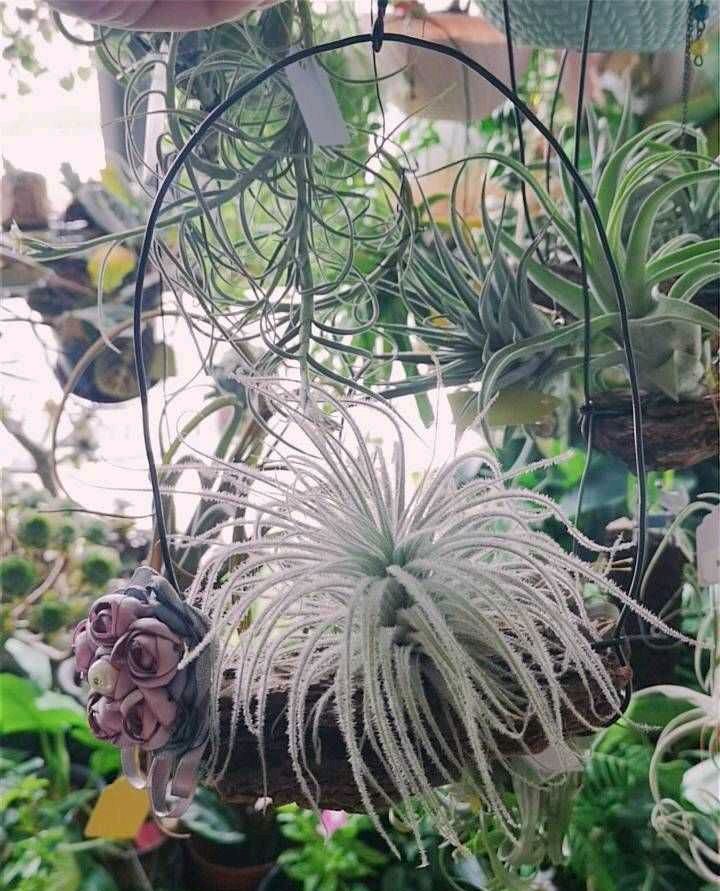 空气凤梨花怎么养殖