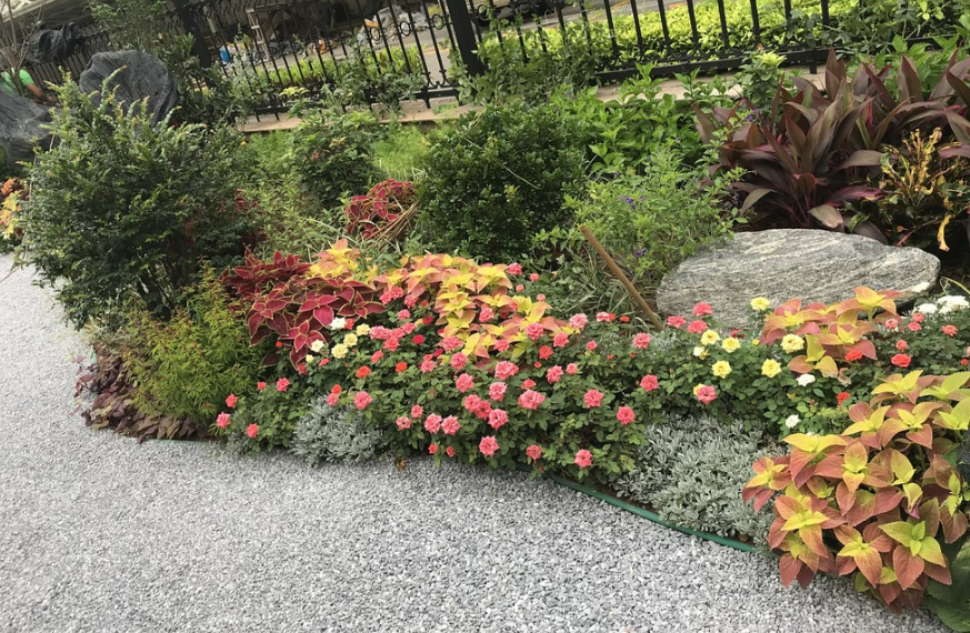 宿根花卉是草本还是木本植物