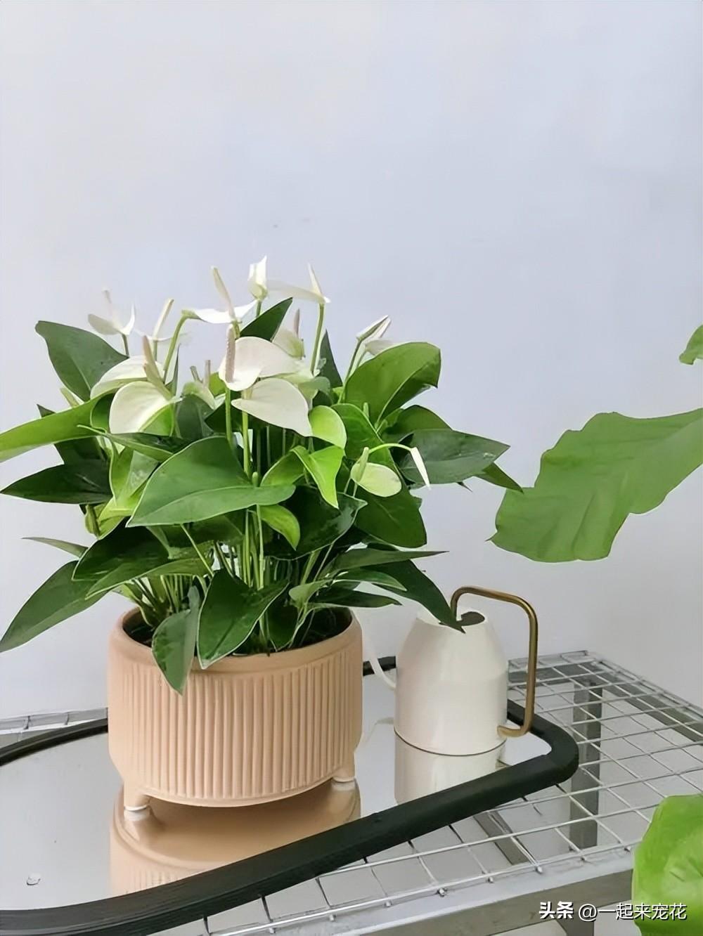 万年红寓意是什么