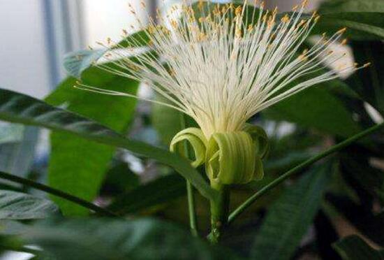 发财树开花是什么预兆风水