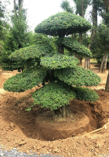对节白蜡的养殖方法和注意事项