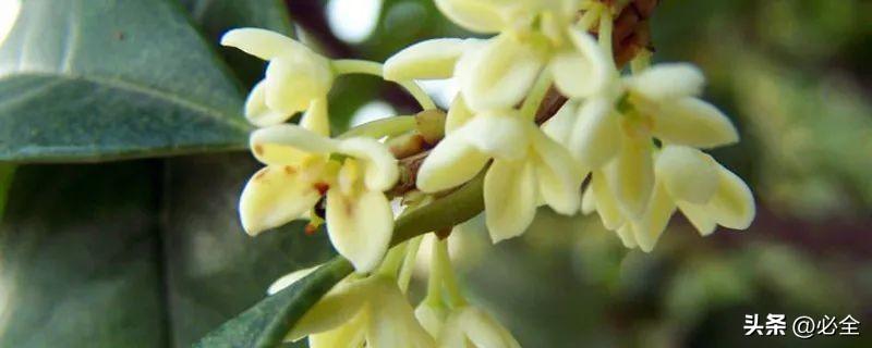 朱砂桂和金桂哪个好看