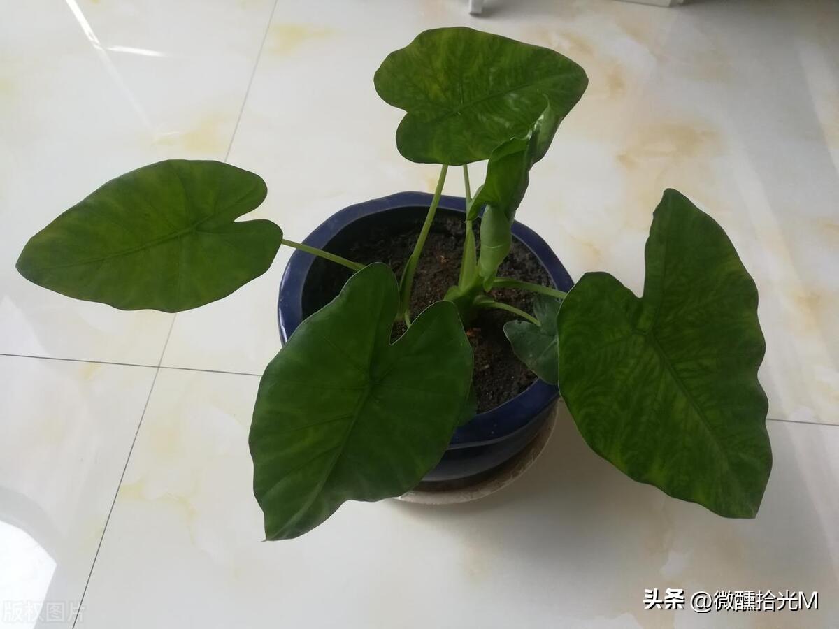 滴水观音果实有毒吗