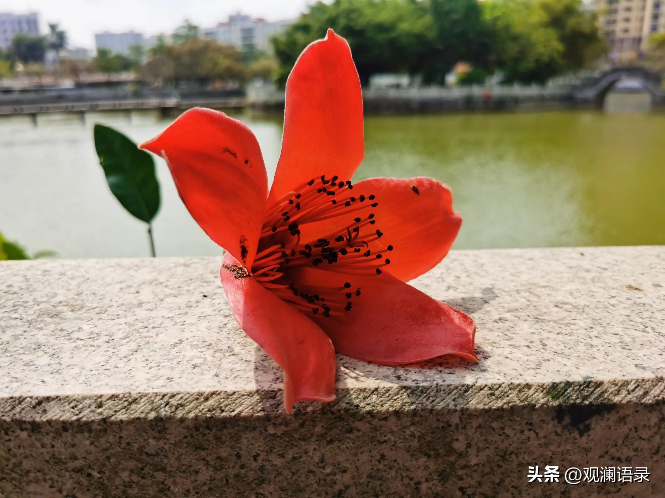 粉色木棉花的花语是什么