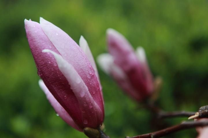 望春玉兰花语是什么