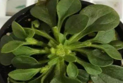 重瓣矮牵牛一年开几次花