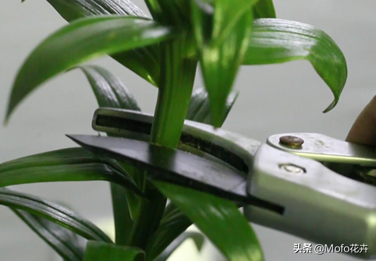 盆栽百合一年开几次花正常