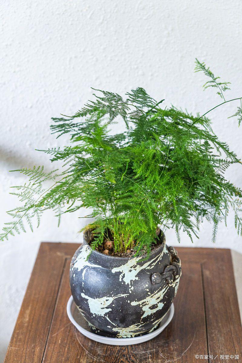 文竹开花寓意什么兆头