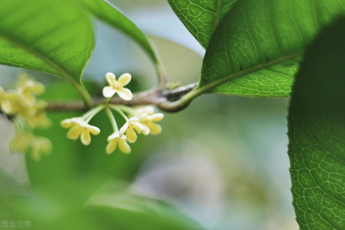 桂花什么时候开花的