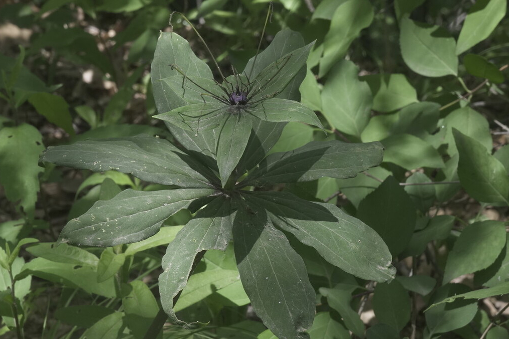 七叶一枝花种植方法