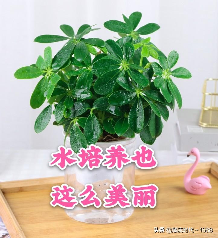 鸭掌木的扦插方法季节