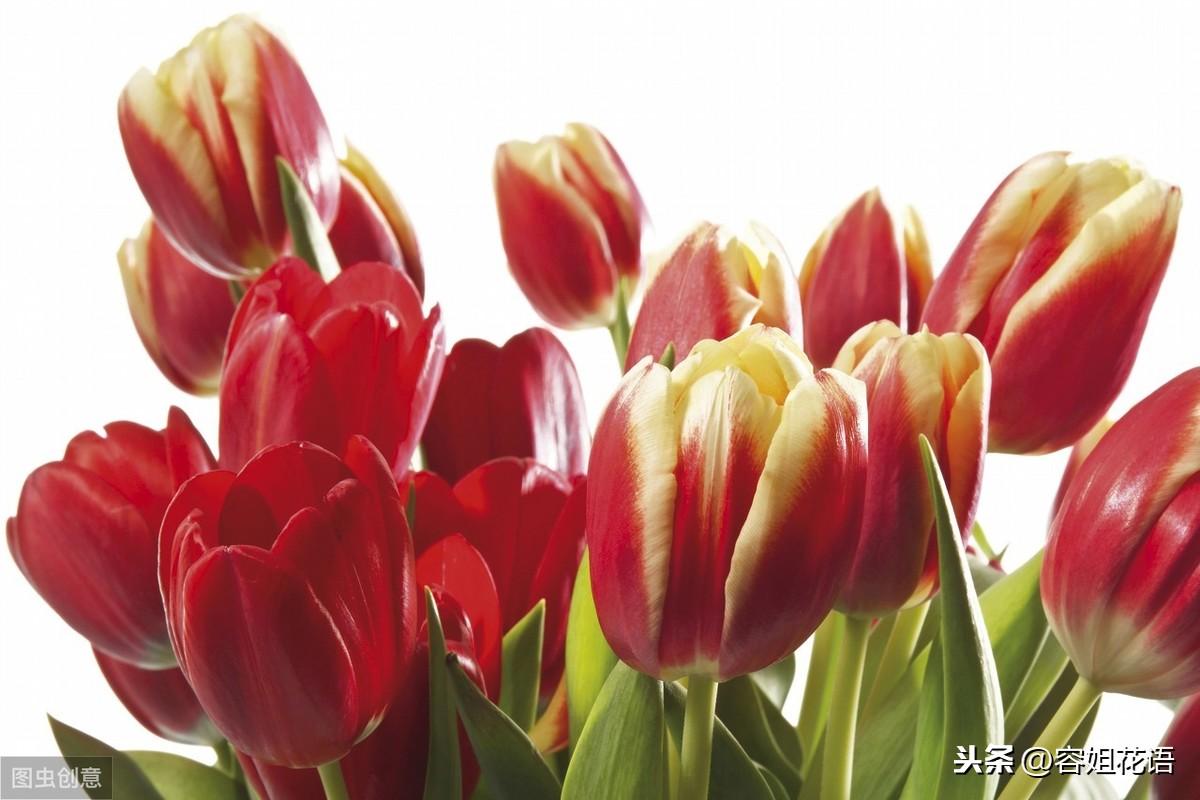 郁金香是多年生还是一年生的植物