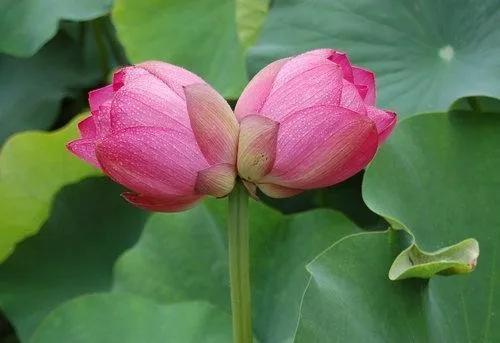 并蒂莲的象征意义是什么