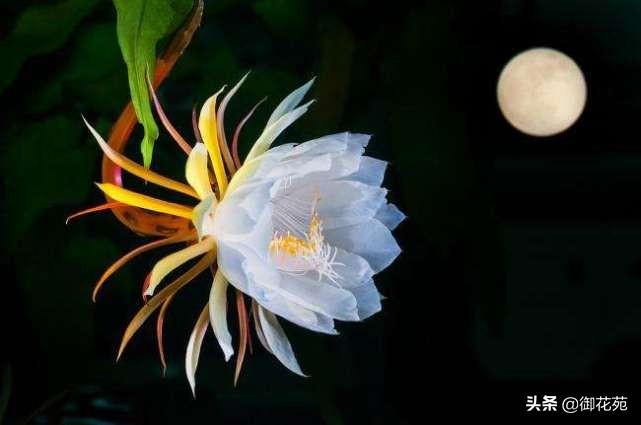 昙花的花语和寓意