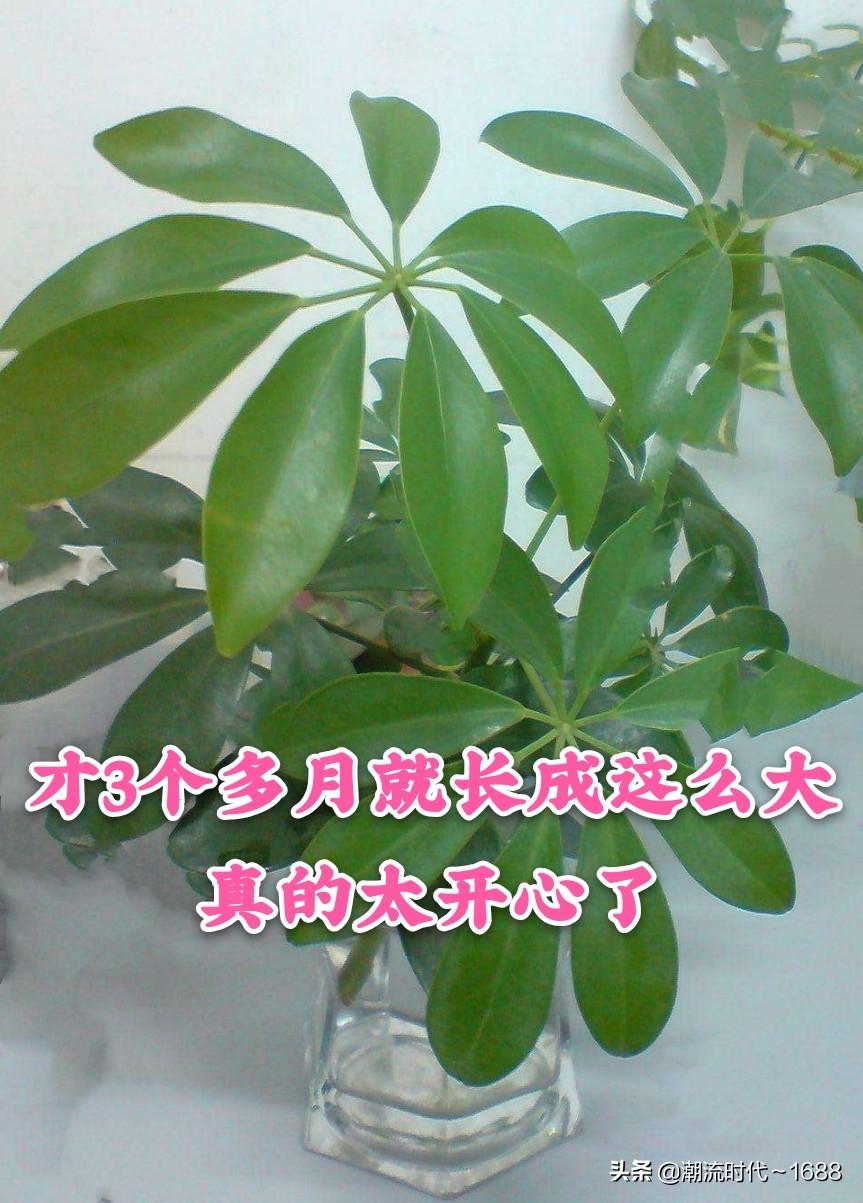 鸭掌木的扦插方法季节