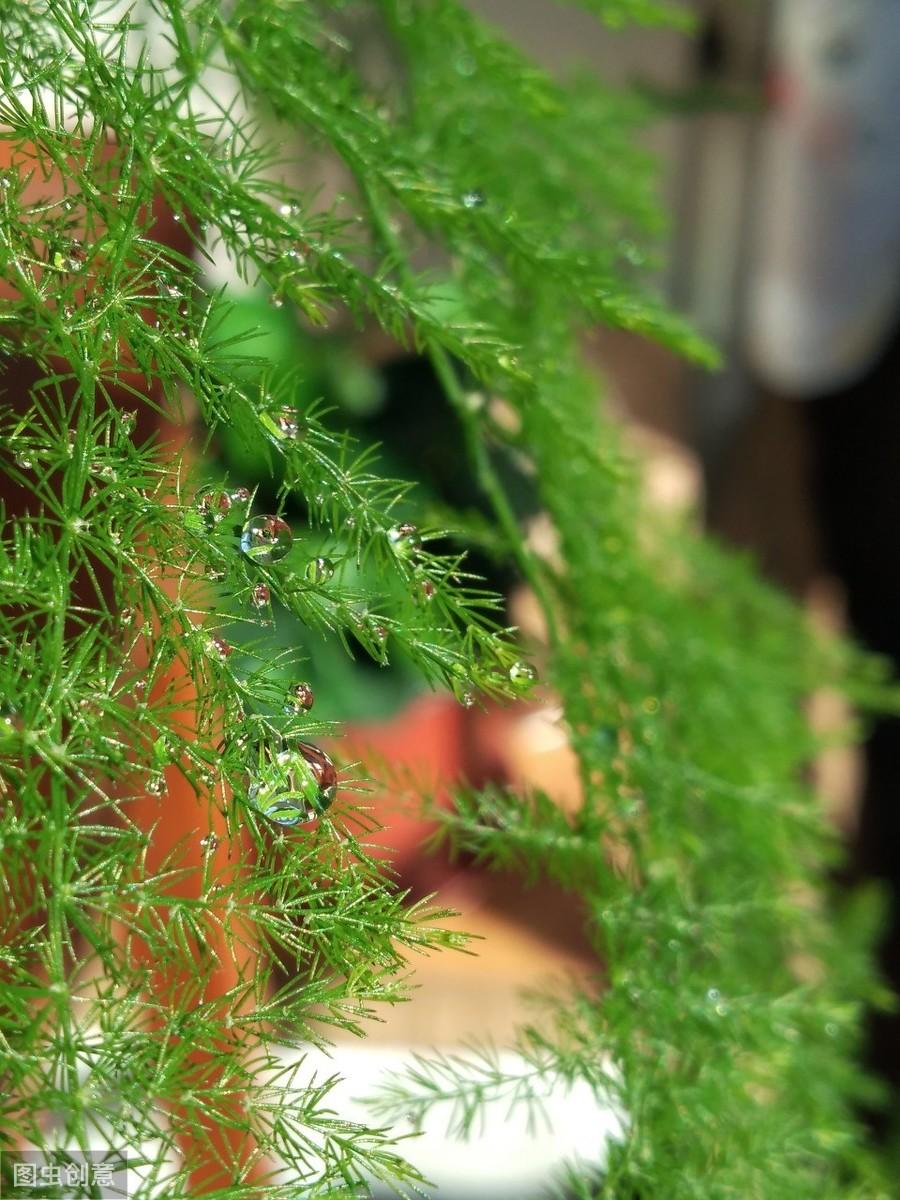 文竹开花的样子是什么