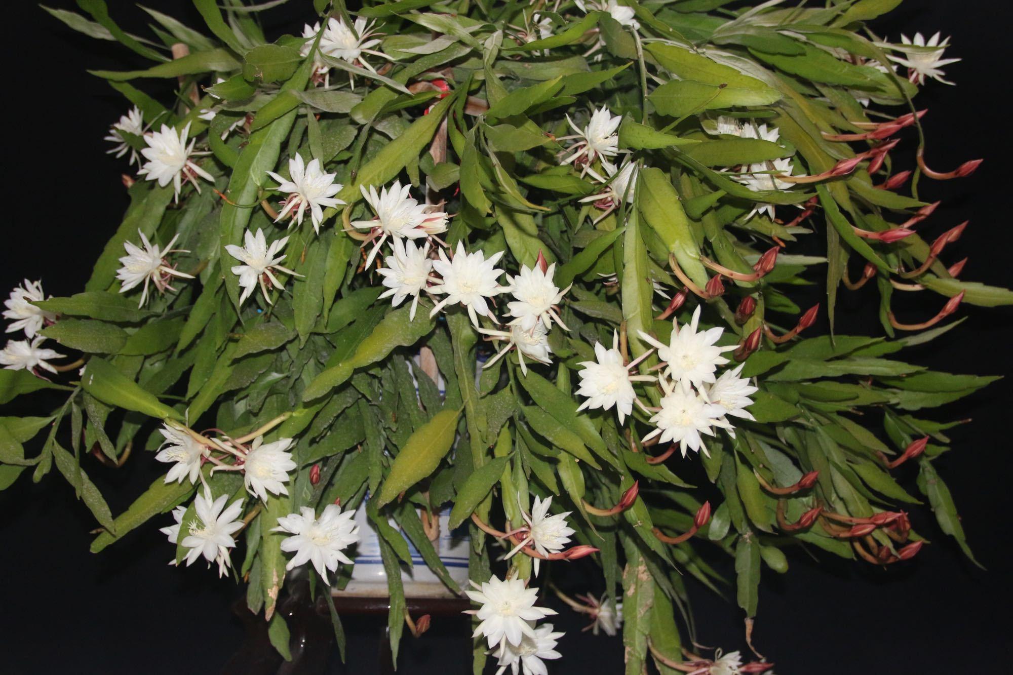 昙花多长时间开一次花期