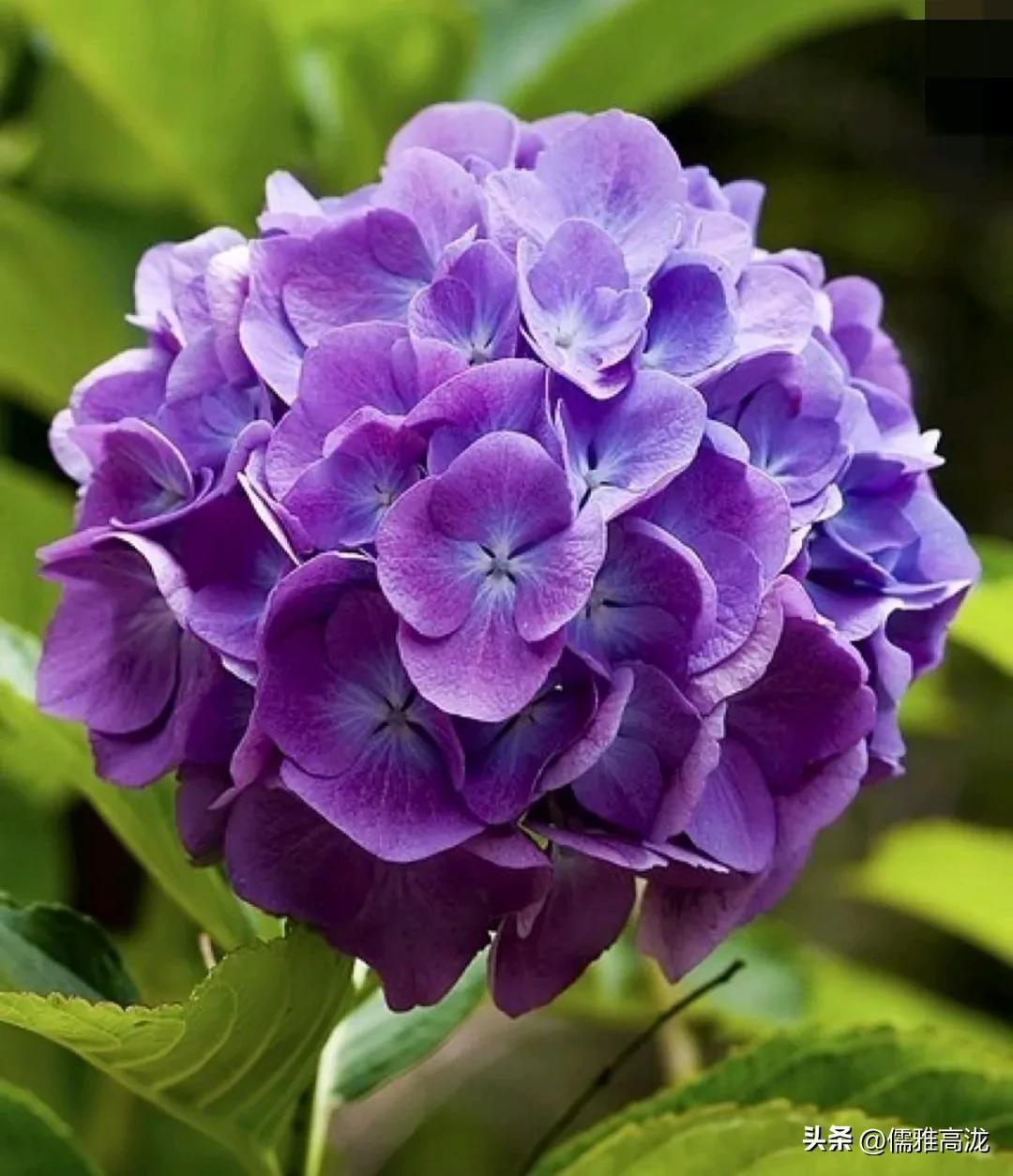 绣球花种子什么时候播种最好活